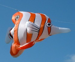 Longnose Butterfly